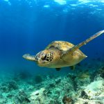Bedeutung von Meeresschildkröten für den Menschen